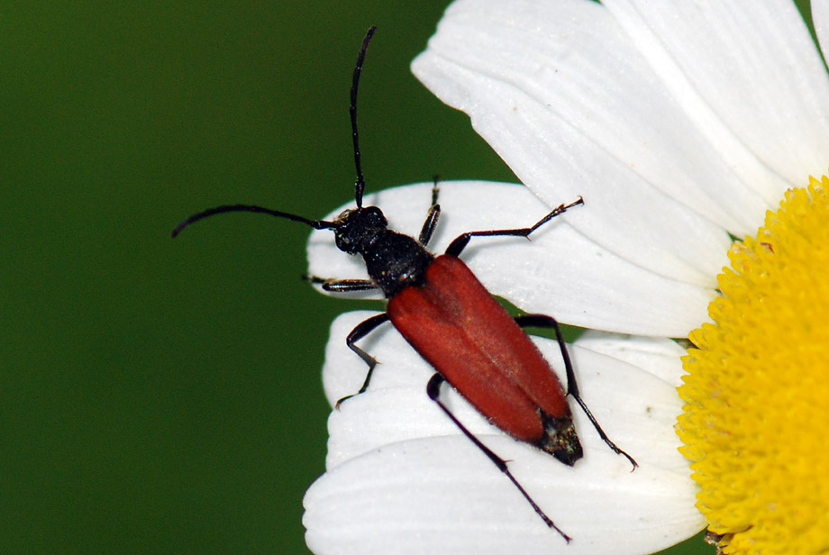 Anastrangalia sanguinolenta  dei dubbi (risolti)